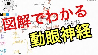 脳神経3番:動眼神経の走行や機能を解説