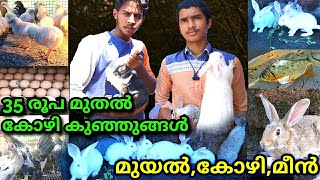 മുയൽ വളർത്തലിൽ തസ്‌ലീമിന്റെ വിജയം /muyal valarthal in malayalam/rabbit farming in kerala/mixed farm