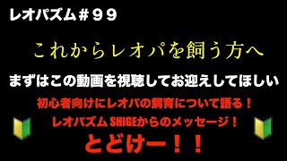 レオパ専用チャンネル！【これからレオパを飼う方へ】〜レオパズム  by  SHIGE~＃99