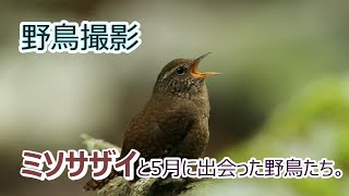 【野鳥撮影】ミソサザイと５月に出会った野鳥たち。