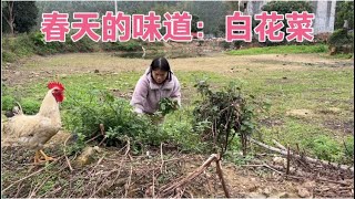 农村春天的味道是一锅白花菜排骨汤 微苦回甘母子4人都很喜欢喝【广西一帆妈妈】