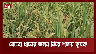 বোরো ধানে দেখা দিয়েছে ব্লাস্ট রোগ  | Boro Paddy | News | Ekattor TV