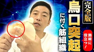 【完全版】初心者向け！複雑な肩関節の評価に役立つ！“烏口突起”につく筋組織・靭帯を解説しました