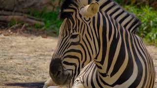 チャップマンシマウマ chapman zebra【東山動物園】2023/04/04