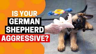 9 Early Signs your German Shepherd is Aggressive!