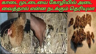 காடை முட்டையை கோழியில் அடை வைக்கலாமா//Can quail eggs be incubated in chicken??