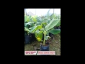 0822-2083-0527 (Tsel) Jual Bibit Pisang Merah, Jual Bibit Pisang Raja, Jual Bibit Pisang Sunpride,