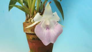 Cochleanthes Lip Blush (orchid)