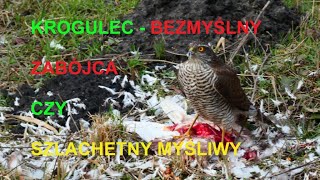 Krogulec bezmyślny zabójca czy szlachetny myśliwy