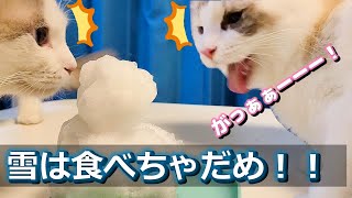 生まれて初めて雪を食べた猫の反応にびっくり！大人気シリーズ！【おしゃべりする猫】The cat that ate snow for the first time in my life