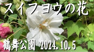 鶴舞公園「スイフヨウ」の花♪ スイフヨウ園が見頃です♪2024.10.5昼前の撮影。別名は「酔芙蓉」、花の色が午後にかけて白からピンク色に変わっていきます。　#スイフヨウ #酔芙蓉 #鶴舞公園