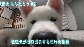 【秋田犬もんたろう #2】「ゴロゴロ～」Akita inu