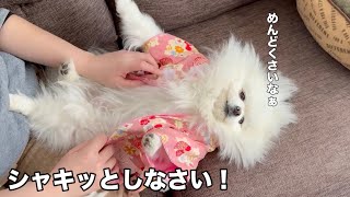 お正月は人間も犬もダラダラするみたいです