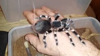 Acanthoscurria Geniculata Handling (Brazilian White Knee)