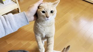 「ごはんちょうだい」が遠慮深い猫