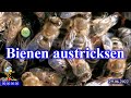 Bienen im Juni Umweiseln was ist zu beachten.