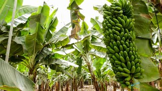 Banana Farming