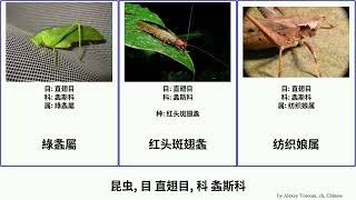 昆虫, 目 直翅目, 科 螽斯科 insect 綠螽屬 Orthoptera 地螽亞科 龍頭螽斯屬 羅氏姬螽 Telecasted 红头斑翅螽 露螽屬 露螽亚科 拟叶螽属 棘露螽屬 披甲地螽屬