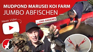 Mudpond Marusei Koi Farm - Jumbo abfischen und einiges mehr..!