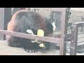 チイタくん りんごとお芋を貰いました〜☺️ レッサーパンダ　浜松市動物園にて　2025年2月8日