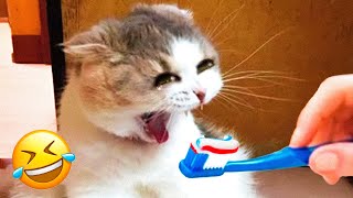 Funniest Dogs And Cats Videos 😁 - Best Funny Animal Videos 2023 🥰 #11