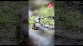 #Watch: A giant python weighing around 40-45 kg was caught in Rangapara, Assam.