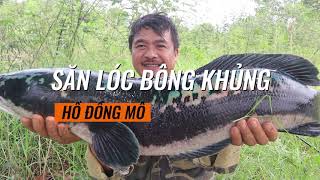 Săn lóc bông khủng Đồng Mô | Toán Nhà Quê #shorts