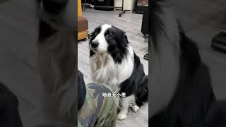 爱情保卫犬边牧