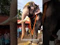 കുഞ്ചുവിന്റെ നിലവ്❤️🐘ukkens kunju❤️🐘🐘popular elephants of kerala whatsapp status