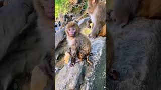 #poormonkey #monkeylife #poorbaby #babymonkey #monkeys #monkey #animals #thedodo#saveanimal #shorts
