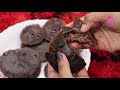 3 ingredients chocolava idli cake at home ഇഡ്‌ലി തട്ടിൽ വളരെ എളുപ്പത്തിൽ ചോക്കോലാവാ കേക്ക്