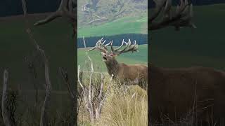 Ever heard a Red Stag roar?? #nature #newzealand  #wildanimals