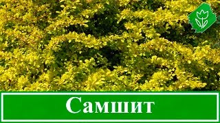 🌿 Растение самшит – посадка и уход; кустарник самшит – размножение и пересадка