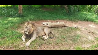 Hambantota Ridiyagama Safari Park Lion Couple