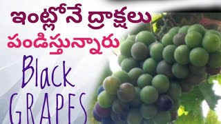 Grapevine in House 🍇 | ఇంట్లోనే ద్రాక్ష తీగల చెట్టు