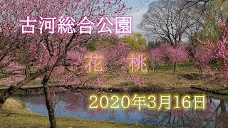 古河総合公園（古河公方公園）　花桃　2020年3月16日