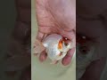 『だるま琉金』【2回目】飼っている金魚紹介① 1