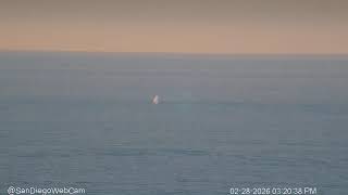 Whale Watching from the Rooftop Bar