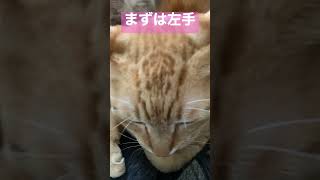 猫が香箱座りをする瞬間が可愛い　#shorts #猫 #cat #cats