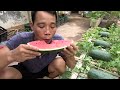 the method of growing watermelon the whole world does not know the fruit is too big and sweet