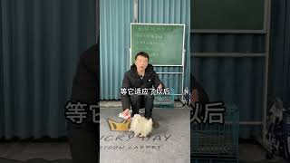 幼犬到家一定要做的几项训练，不然你家狗狗长大以后，你给它，剪指甲：挣扎个不行，擦眼睛：动个不停，擦嘴巴：就张嘴咬卫生纸#养宠进阶指南 #养狗小知识 #科学喂养 #如何训练小狗 #实用分享