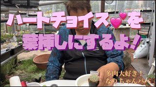 【多肉植物】【ガーデニング】ハートチョイス♥️葉挿し⁉️    多肉大好き！なりちゃんパパ　多肉奮闘記その101