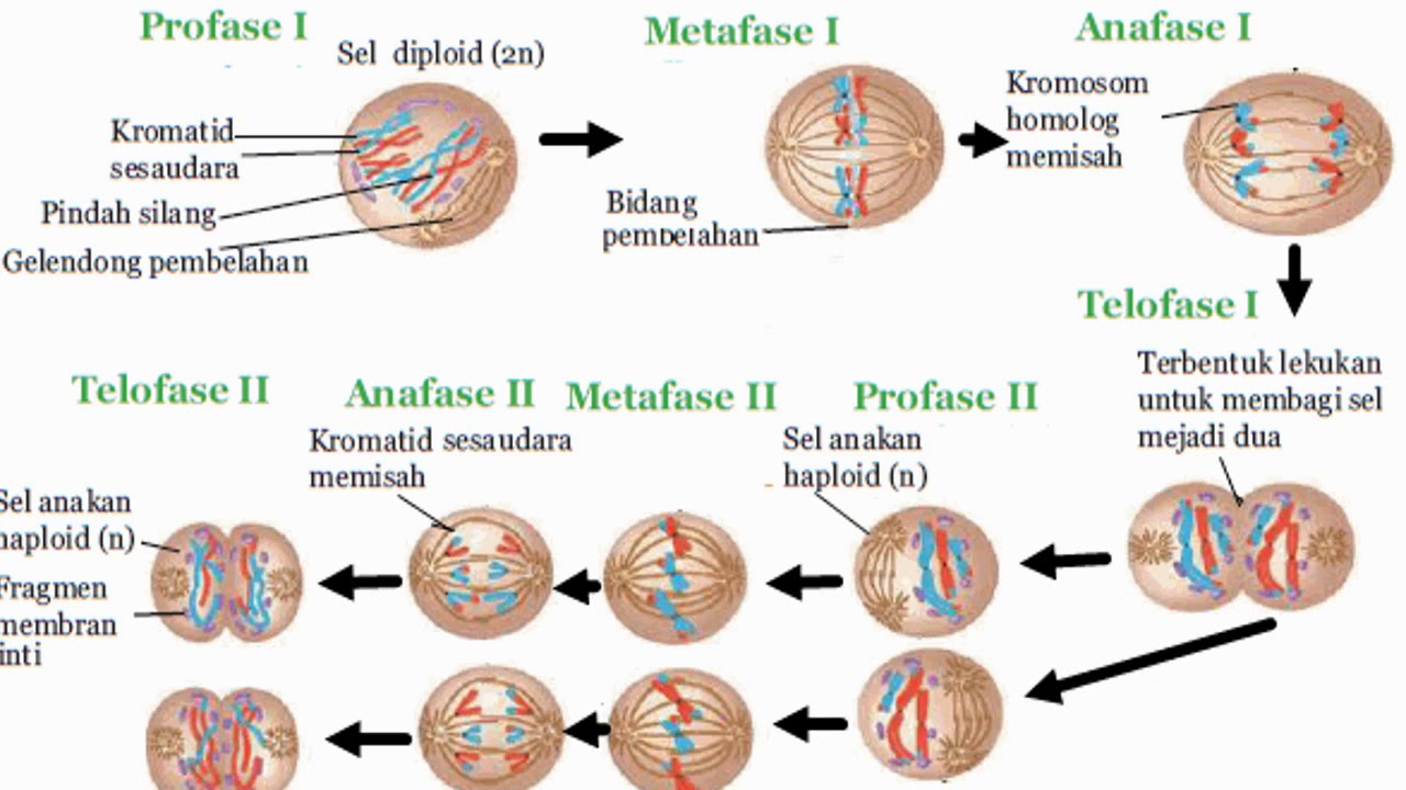 Perbedaan Mitosis Dan Meiosis