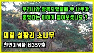 의령 성황리 소나무 천연기념물 제359호(드론)