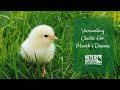 Vaccinating Your Chicks For Marek's Disease - At Home!