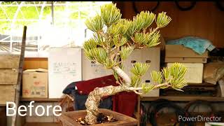 Changing a small potted plant in bonsai