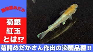 【 メダカ 飼育 】菊銀紅玉　先般 訪問 した 横浜 の 柿崎 水魚園 さんで 購入 した菊銀紅玉　まだあまり 露出 の多くない 品種 ですのでご紹介します