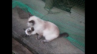 お母さんを投げ飛ばす柔道の達人みたいな子猫ちゃんKitten Throwing Mom【いなか猫１９５１】japanese funny cat