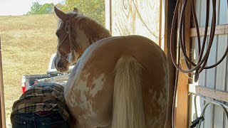 Banjo with the farrier