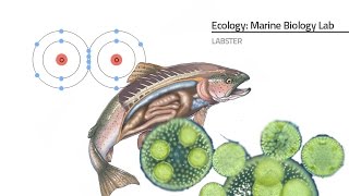 Labster Virtual Lab: Marine Biology Simulation